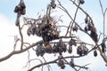 Flying-foxes or fruit bats in a tree